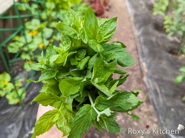 Fresh mint from our garden